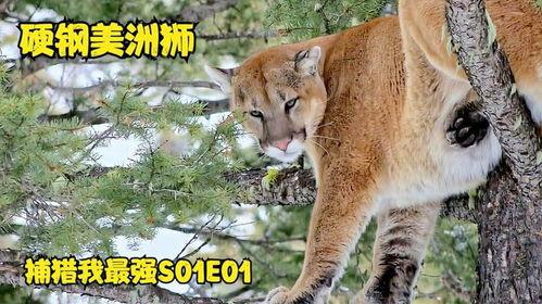 美洲狮与我,与人类共存的传奇故事